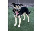 Adopt Heath* a Black Shepherd (Unknown Type) / Mixed dog in El Paso