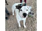 Adopt Guzmo* a White American Pit Bull Terrier / Mixed dog in El Paso