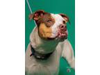 Adopt George Michael a White American Pit Bull Terrier / Mixed dog in El Paso