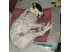 Adopt Neil Diamond a White Border Terrier / Mixed dog in El Paso, TX (40747916)