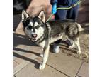 Adopt Snoop a Black Siberian Husky / Mixed dog in El Paso, TX (40688605)