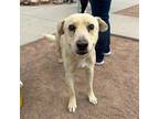 Adopt Pistachio* a Tan/Yellow/Fawn Retriever (Unknown Type) / Mixed dog in El