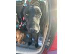Adopt Muaddib a Black Border Terrier / Mixed dog in El Paso, TX (40688185)