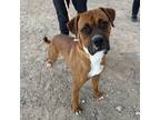 Adopt Bruiser* a Brindle Boxer / Mixed dog in El Paso, TX (40688343)