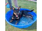 Adopt Twiggy a Black Doberman Pinscher / Mixed dog in El Paso, TX (40688633)