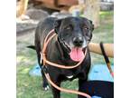 Adopt Goop a Black Border Terrier / Mixed dog in El Paso, TX (40688429)