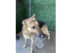 Adopt Xena a Brown/Chocolate German Shepherd Dog / Mixed dog in El Paso