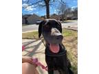 Adopt Mae Mae a Great Dane / Bloodhound / Mixed dog in Bullard, TX (40774304)