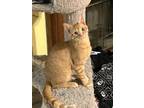 Adopt Cheese a Orange or Red American Wirehair / Mixed (short coat) cat in