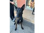 Adopt Libra a Black Belgian Malinois / Mixed Breed (Medium) / Mixed (short coat)