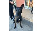 Adopt Libra a Black Belgian Malinois / Mixed dog in Santa Paula, CA (40774724)