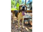 Adopt Elvis a Tricolor (Tan/Brown & Black & White) Treeing Walker Coonhound /
