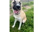 Adopt Shep a Brown/Chocolate - with White Australian Cattle Dog / Mixed dog in
