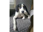 Adopt Brittany a Tricolor (Tan/Brown & Black & White) Treeing Walker Coonhound /