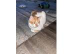 Adopt Jax a Orange or Red Tabby Domestic Shorthair / Mixed (short coat) cat in
