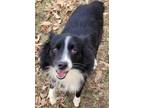 Adopt Murphy a Black Australian Shepherd / Mixed dog in Robinson, IL (40773789)