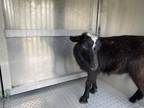 Adopt Stray, S Sunwood Pt a Goat / Goat / Mixed farm-type animal in Inverness