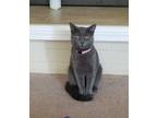 Adopt Slick a Gray or Blue Domestic Shorthair / Mixed Breed (Medium) / Mixed