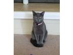 Adopt Slick a Gray or Blue Domestic Shorthair / Domestic Shorthair / Mixed cat