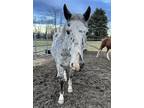 Adopt Feta a White Grade / Grade / Mixed horse in Cooperstown, NY (40771648)