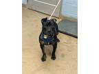 Adopt Eddy- IN FOSTER a Black Mixed Breed (Large) / Mixed dog in Chamblee