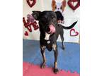Adopt Sarge a Black - with White Miniature Pinscher / Rat Terrier / Mixed dog in