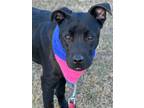 Adopt Anna a Labrador Retriever / Hound (Unknown Type) / Mixed dog in