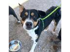 Adopt Chokis a Black Border Terrier / Mixed dog in El Paso, TX (40761664)