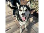 Adopt Blitz* a Black Husky / Mixed dog in El Paso, TX (40688333)