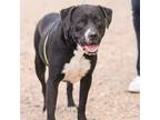 Adopt Dallas a Black Border Terrier / Mixed dog in El Paso, TX (40687962)