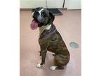 Adopt BENTLEY a Brindle Boxer / Mixed dog in Kuna, ID (40772220)