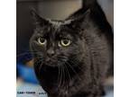 Adopt Harvey a Domestic Shorthair / Mixed cat in Lexington, KY (40753823)