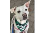 Adopt Midge a White - with Tan, Yellow or Fawn American Pit Bull Terrier /