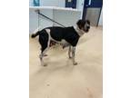 Adopt Ophelia K43 2-22-24 a Black Australian Cattle Dog / Mixed dog in San