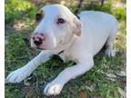 Adopt Ashley a Red/Golden/Orange/Chestnut - with White Boxer / Labrador