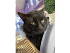 Adopt Velvet a All Black Domestic Mediumhair / Mixed cat in El Paso