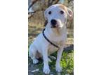 Adopt Kirby a White Boxer / Labrador Retriever / Mixed dog in Freehold