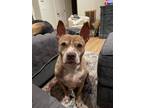 Adopt Good Golly, Miss Molly a Tan/Yellow/Fawn Mixed Breed (Medium) / Mixed dog