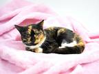 Adopt Kyra a All Black Domestic Shorthair / Mixed (short coat) cat in Bedford