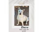 Adopt Dave a Jindo / Shepherd (Unknown Type) dog in Lukeville, AZ (40765735)