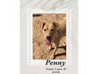 Adopt Penny a Carolina Dog dog in Lukeville, AZ (40765734)