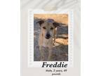 Adopt Freddy a Carolina Dog / Greyhound dog in Lukeville, AZ (40765742)