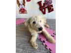 Adopt Kevin a White Poodle (Standard) / Mixed Breed (Small) / Mixed dog in