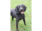 Adopt Stormy a Black Beagle / Labrador Retriever dog in Linton, IN (40769310)