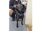 Adopt Stormy a Black Beagle / Labrador Retriever dog in Linton, IN (40769310)