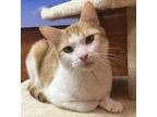 Adopt Moon a Orange or Red Tabby Domestic Shorthair (short coat) cat in