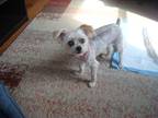 Adopt Isabella a White - with Gray or Silver Morkie / Mixed dog in East Meadow