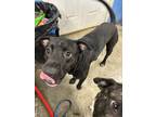 Adopt felix a Black American Staffordshire Terrier / Mixed dog in Brooksville