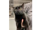 Adopt Raven a All Black Domestic Shorthair / Mixed (short coat) cat in