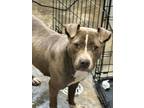 Adopt clara a Gray/Silver/Salt & Pepper - with White American Pit Bull Terrier /